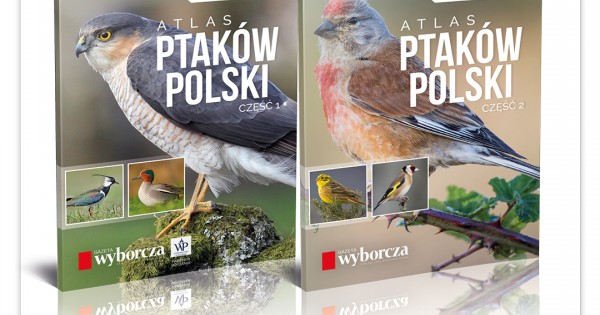Dwuczesciowy Album Ptaki Polski Atlas Z Kalendarzem Obserwatora 9 I 10 Czerwca Z Gazeta Wyborcza Agora S A Polska Grupa Rozrywkowo Medialna