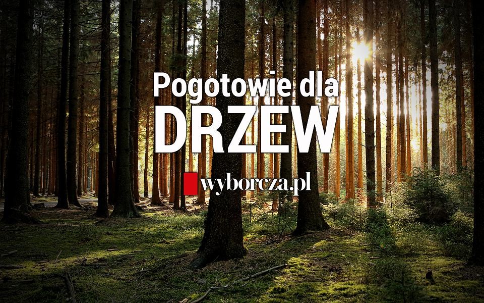 Wspólny projekt „Gazety Wyborczej” i Fundacji Dzika Polska w celu zatrzymania wycinki drzew