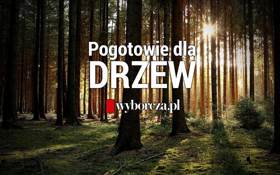 Wyborcza.pl zebrała ponad 57 tys. zł na ratowanie drzew w Polsce