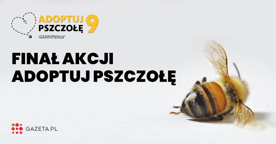Gazeta.pl już po raz siódmy wspiera akcję Greenpeace Polska „Adoptuj pszczołę”