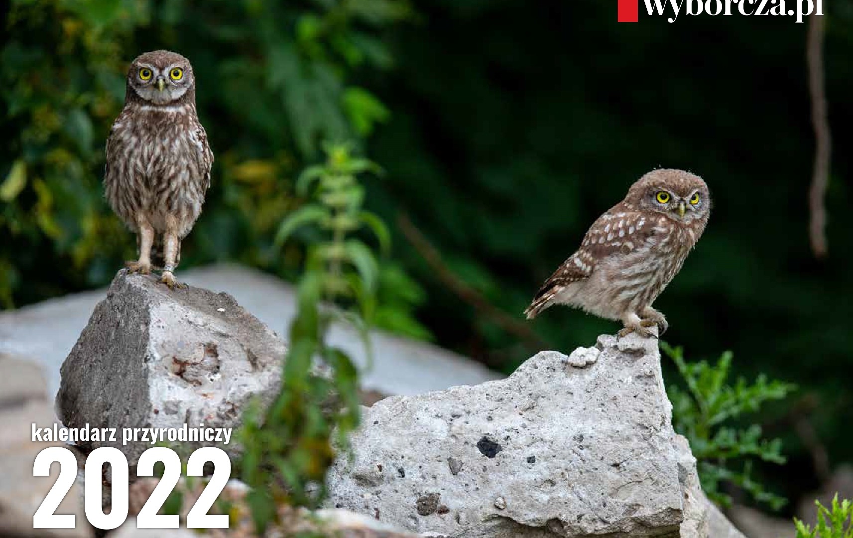 „Gazeta Wyborcza” z kalendarzem przyrodniczym na 2022 r. ze zdjęciami Adama Wajraka