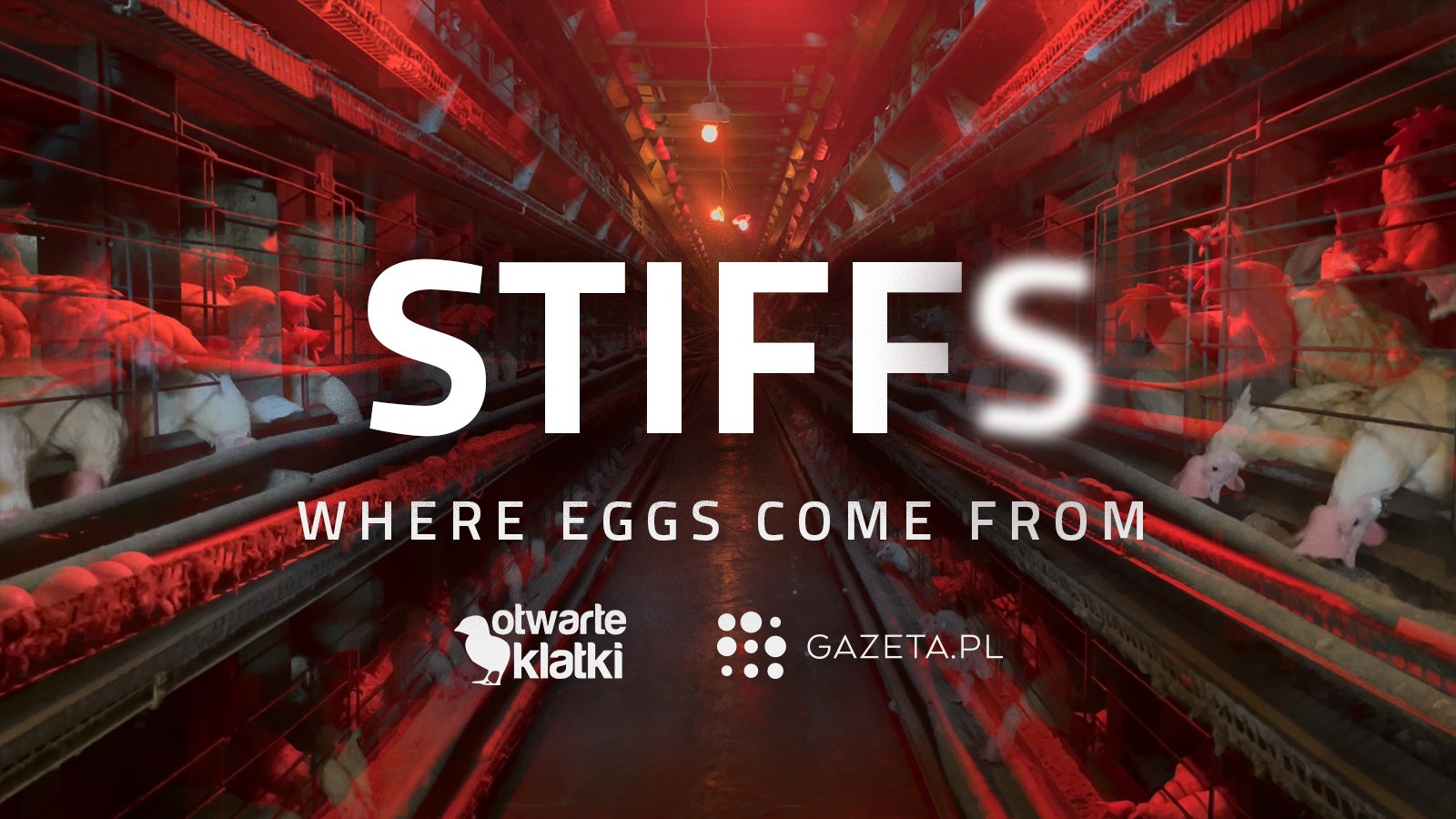 Gazeta.pl publishes shocking video report on chicken farms